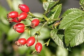 Image result for Rosa canina