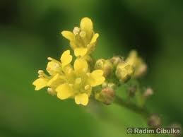 Attēlu rezultāti vaicājumam “Draba nemorosa”