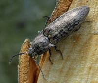 Attēlu rezultāti vaicājumam “Actenicerus sjaelandicus”