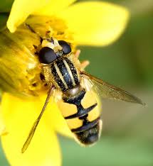 Attēlu rezultāti vaicājumam “Helophilus hybridus male”