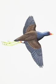 Attēlu rezultāti vaicājumam “Gallinula chloropus”