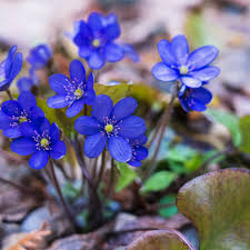 Attēlu rezultāti vaicājumam “Hepatica nobilis bud”