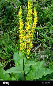 Image result for Königskerzen