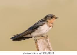 Attēlu rezultāti vaicājumam “Hirundo rustica juvenile”