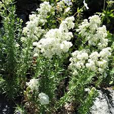 Attēlu rezultāti vaicājumam “Galium boreale fruit”