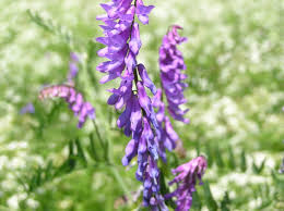 Attēlu rezultāti vaicājumam “Vicia cracca”