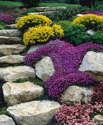 Image result for Alyssum saxatile
