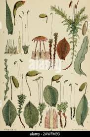 Attēlu rezultāti vaicājumam “Cinclidium stygium”