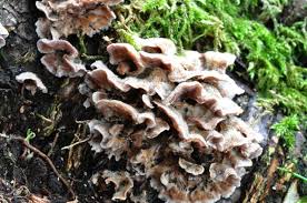 Attēlu rezultāti vaicājumam “Chondrostereum purpureum”