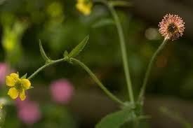 Attēlu rezultāti vaicājumam “Geum urbanum flower”