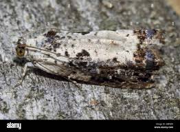 Attēlu rezultāti vaicājumam “Hedya salicella”