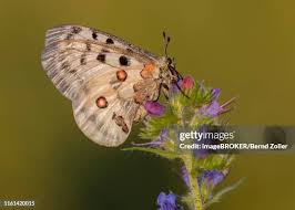 Attēlu rezultāti vaicājumam “Dracocephalum ruyschiana fruit”