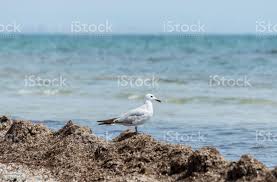 Image result for Larus audouinii