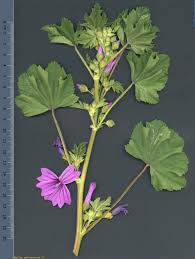 Image result for Malva sylvestris