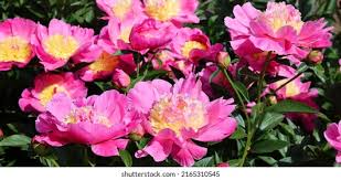 Attēlu rezultāti vaicājumam “Paeoniaceae”