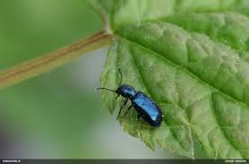 Attēlu rezultāti vaicājumam “Korynetes caeruleus”