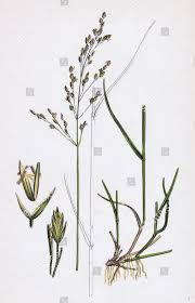 Attēlu rezultāti vaicājumam “Poa nemoralis”