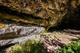 Attēlu rezultāti vaicājumam “Conardia compacta”