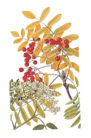 Attēlu rezultāti vaicājumam “Sorbus aucuparia leaf”