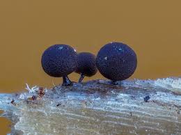 Attēlu rezultāti vaicājumam “Enerthenema papillatum”