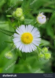 Attēlu rezultāti vaicājumam “Erigeron annuus flower”