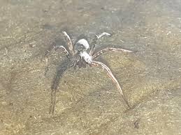 Attēlu rezultāti vaicājumam “Pisauridae”