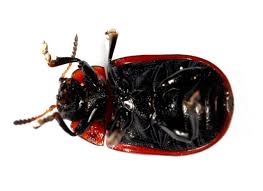 Attēlu rezultāti vaicājumam “Gonioctena viminalis”