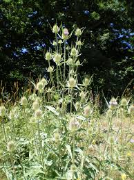 Image result for Dipsacus silvestris