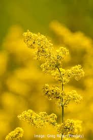 Attēlu rezultāti vaicājumam “Galium verum flower”