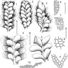 Attēlu rezultāti vaicājumam “Scapania undulata”