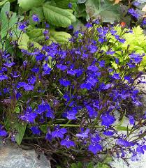 Image result for Lobelia erinus