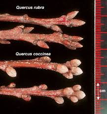 Attēlu rezultāti vaicājumam “Quercus rubra bud”