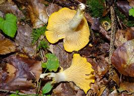 Attēlu rezultāti vaicājumam “Cantharellus cibarius”