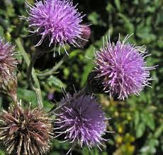 Attēlu rezultāti vaicājumam “Cirsium arvense flower”
