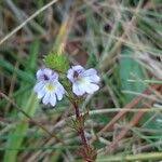 Image result for Euphrasia stricta
