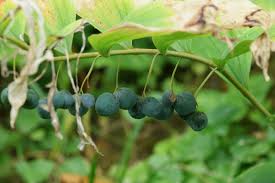 Attēlu rezultāti vaicājumam “Polygonatum multiflorum  fruit”