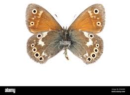 Attēlu rezultāti vaicājumam “Coenonympha tullia underside”