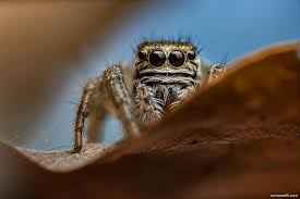Attēlu rezultāti vaicājumam “Salticidae”