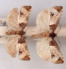 Attēlu rezultāti vaicājumam “Notocelia roborana”