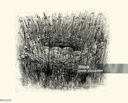 Attēlu rezultāti vaicājumam “Crex crex eggs”