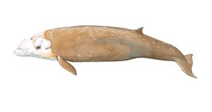 Image result for Ziphius cavirostris