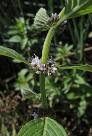 Attēlu rezultāti vaicājumam “Mentha arvensis flower”