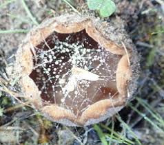 Attēlu rezultāti vaicājumam “Peziza ammophila”