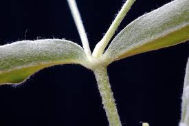 Attēlu rezultāti vaicājumam “Cerastium tomentosum leaf”