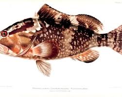 Image result for Epinephelus morio