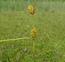 Attēlu rezultāti vaicājumam “Carex lepidocarpa leaf”