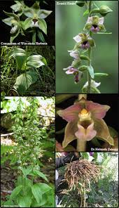 Attēlu rezultāti vaicājumam “Epipactis helleborine fruit”