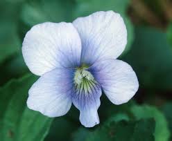 Attēlu rezultāti vaicājumam “Viola sororia flower”