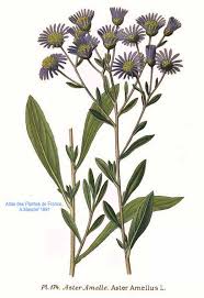 Image result for Aster amellus