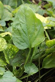 Attēlu rezultāti vaicājumam “Omphalodes verna leaf”